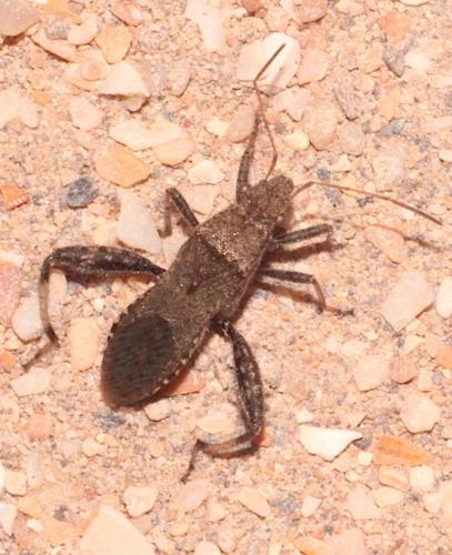 Heegeria tangirica